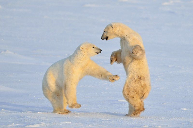 Polar bear style фото превью
