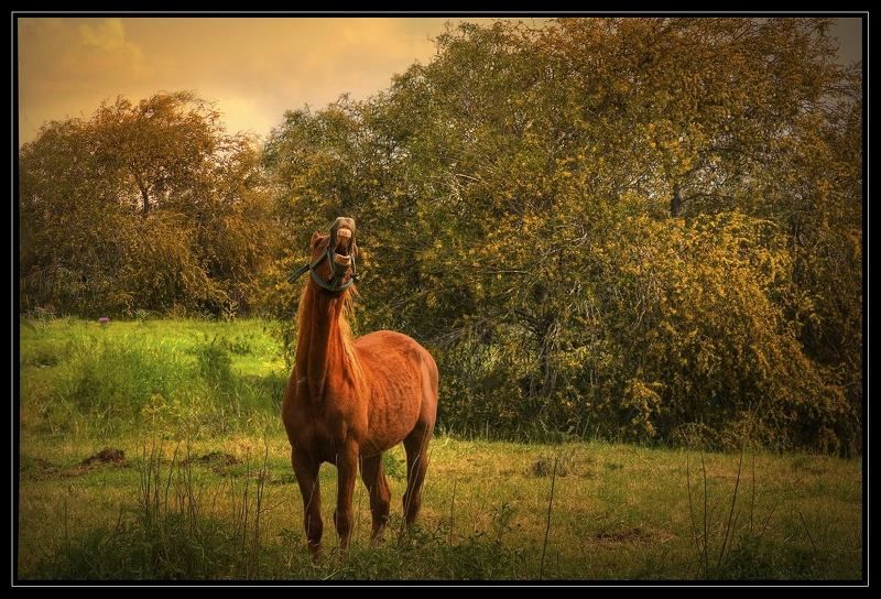 лошадка Крик души фото превью