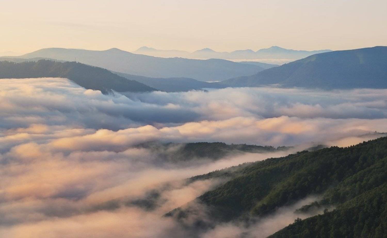 , Денис Кривой