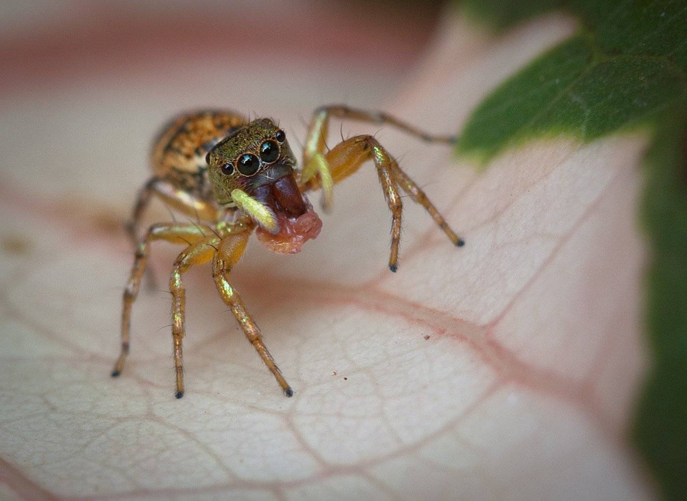 , Андрей Канышев