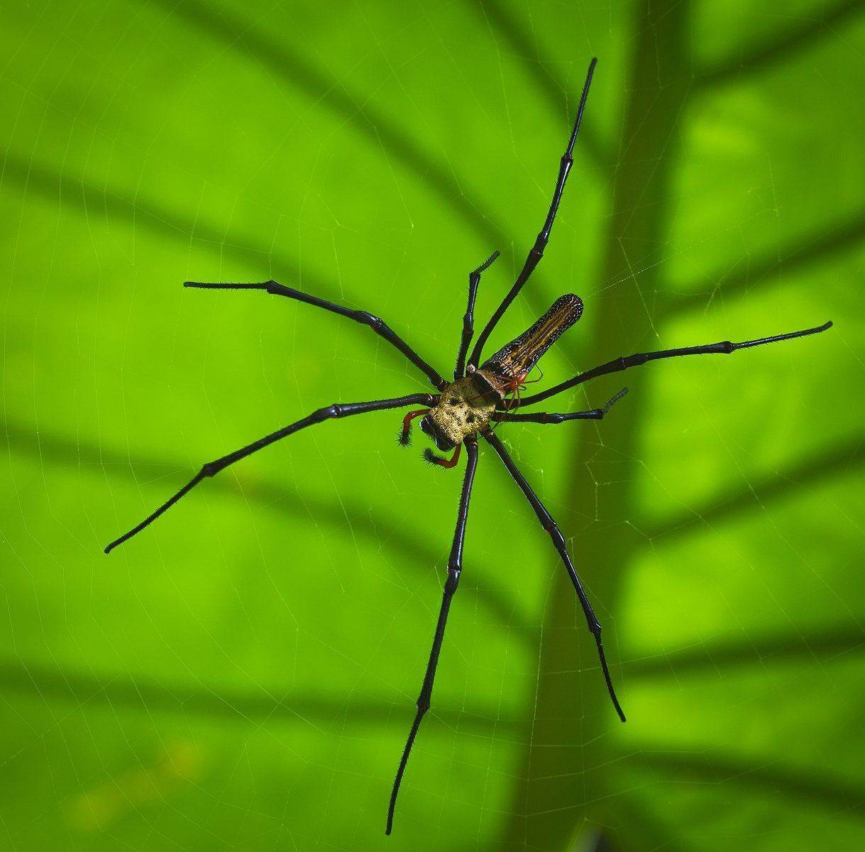 , Андрей Канышев