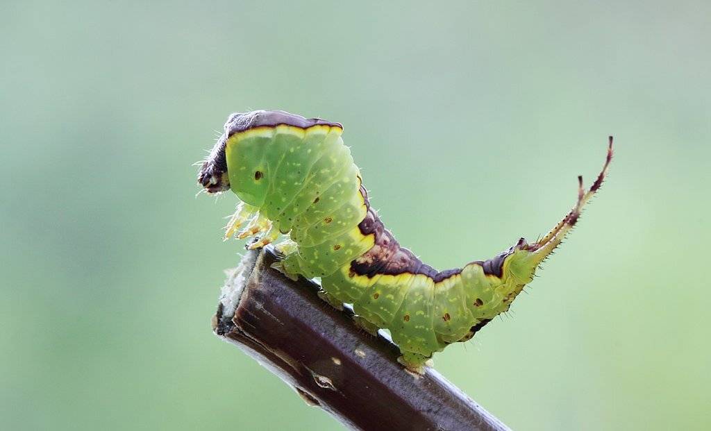 , Сергей Таланов