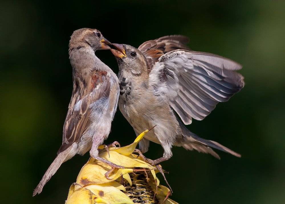 , Стефан Дянков