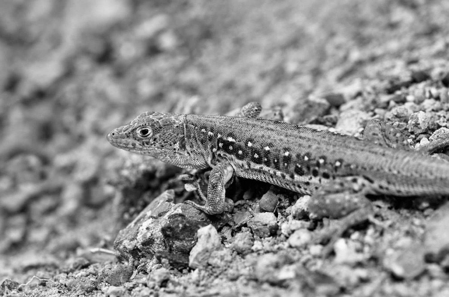 nikon, d7000, asia, kazakhstan, nature, wildlife, lizard, казахстан, природа, ящурка, Эдуард Ким