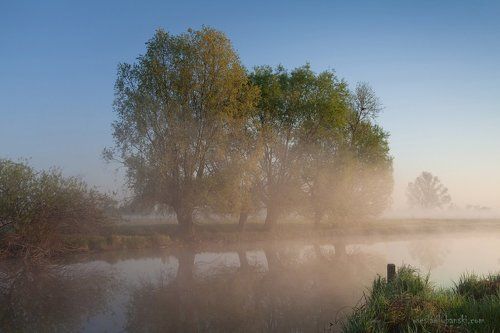 Willows