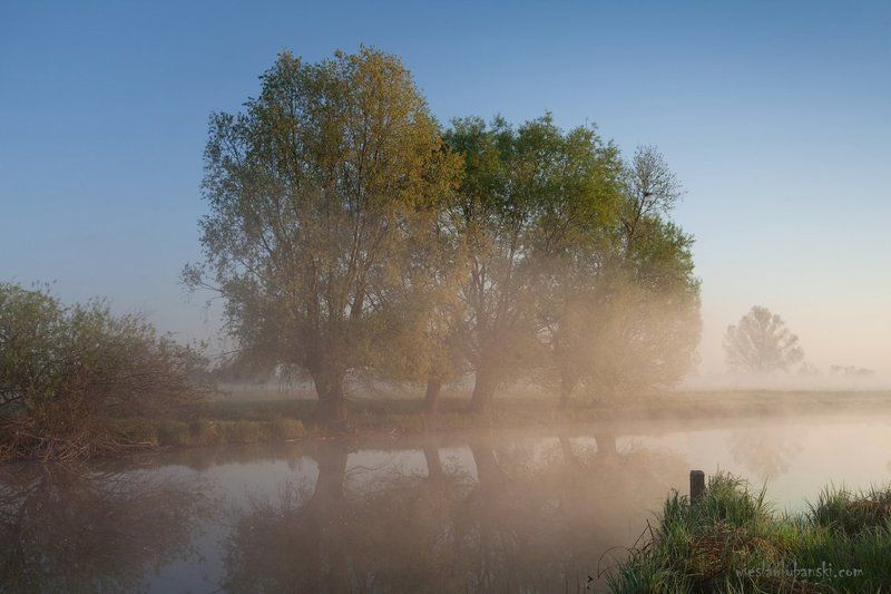 willows, morning, lubanski Willows фото превью