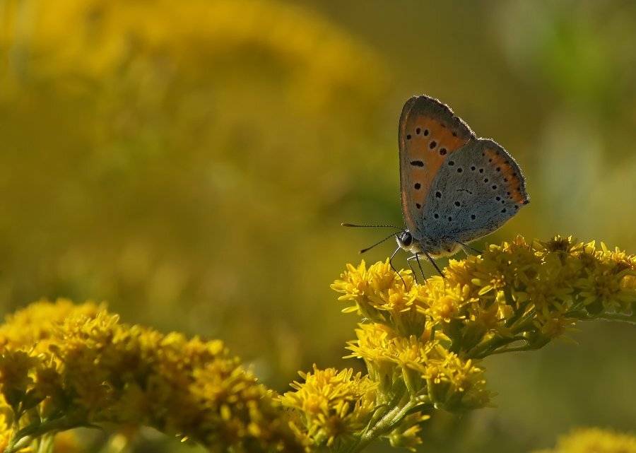 червонец, непарный, Cheplenko Aleksey