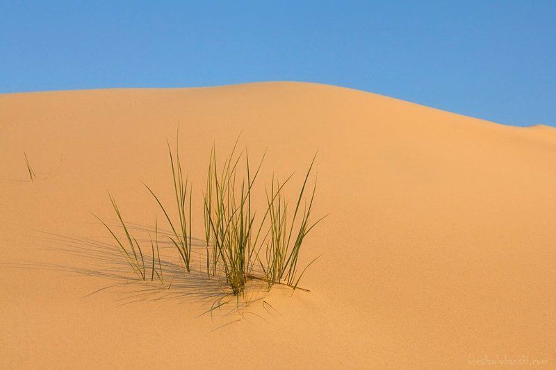 dune, lubanski a dune фото превью