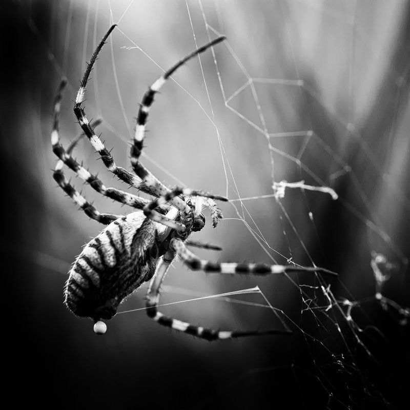 spider фото превью