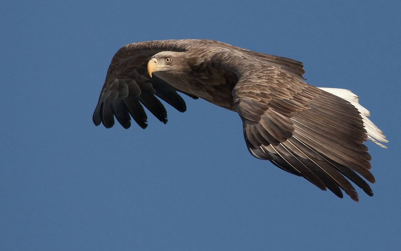 орлан, белохвостый, полет, Евгений Слободской
