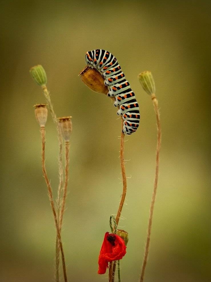 махаон.гусеница.мак., Вячеслав Мищенко