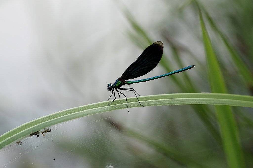 , Сергей Таланов