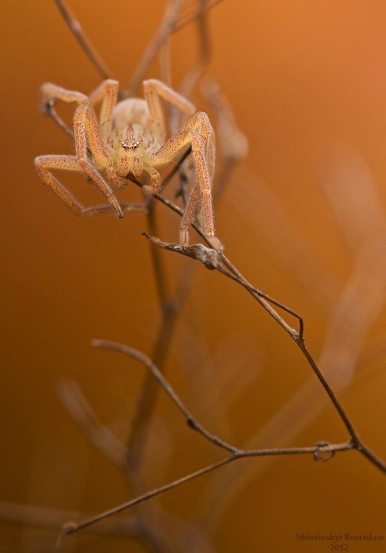 ростислав, макро, 150мм Поздняя осень фото превью