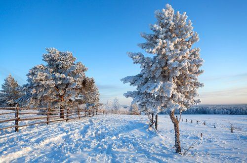 Замороженные сосны