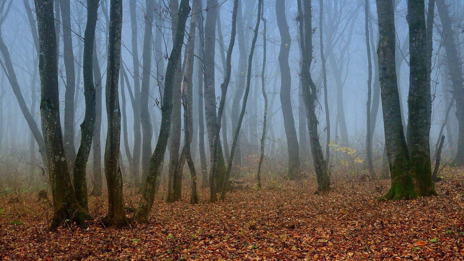 осень, лес, туман, Serj Master