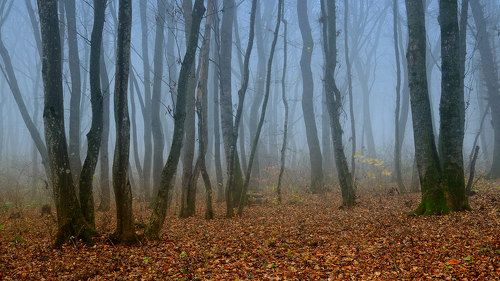 Беседы с туманом