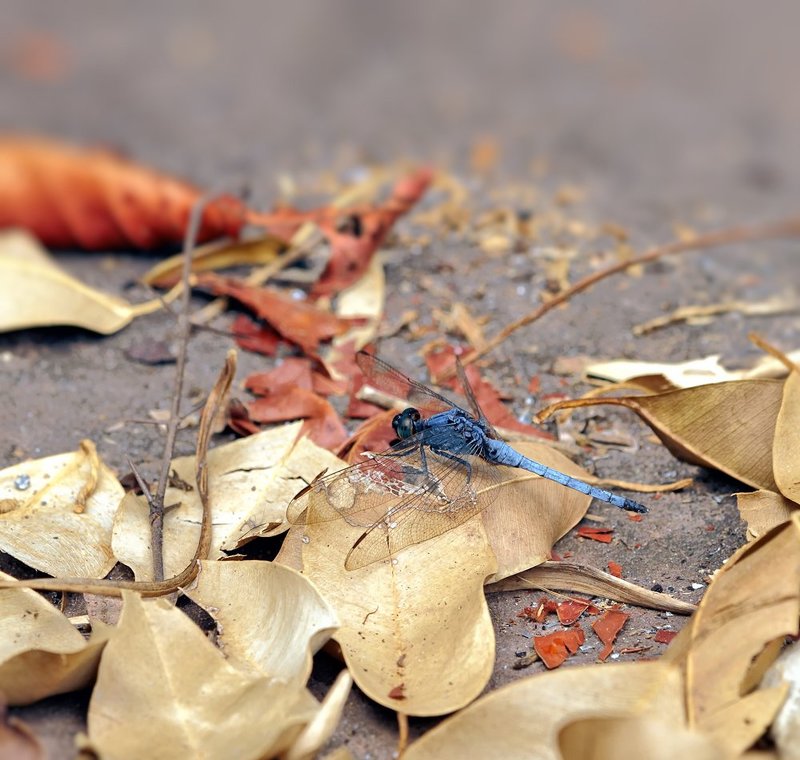 Orthetrum luzonicum фото превью