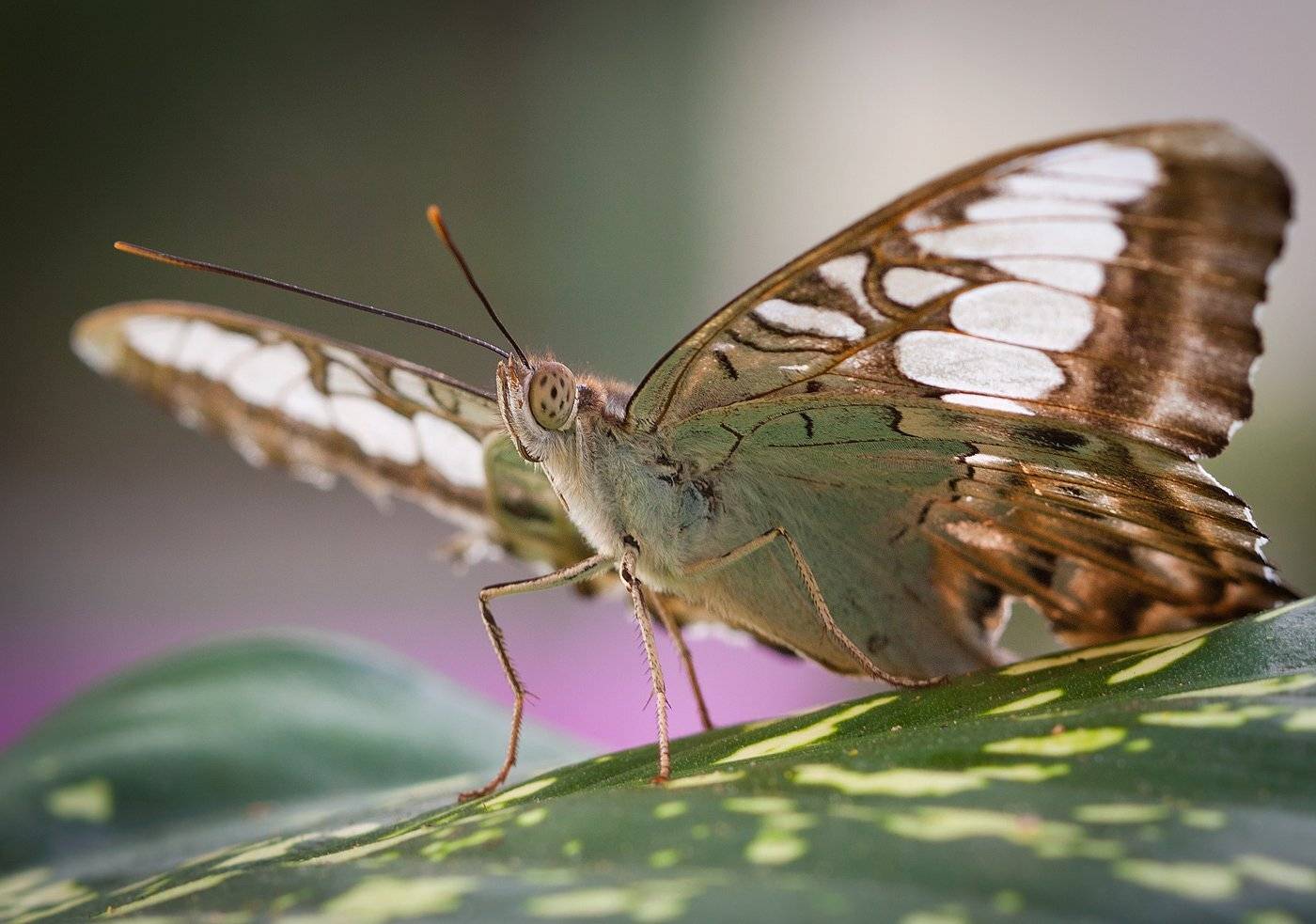 , Андрей Канышев