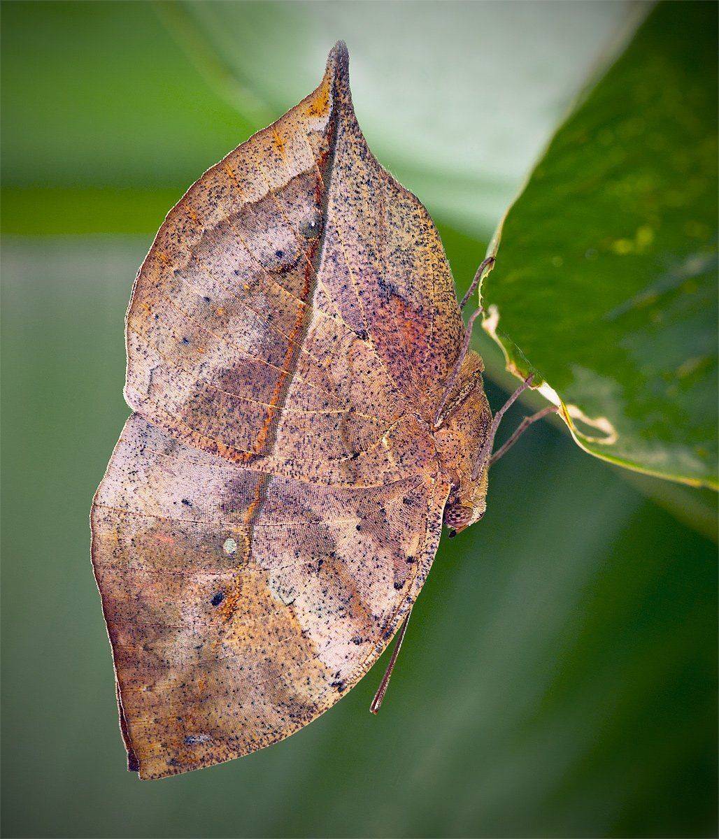 , Андрей Канышев