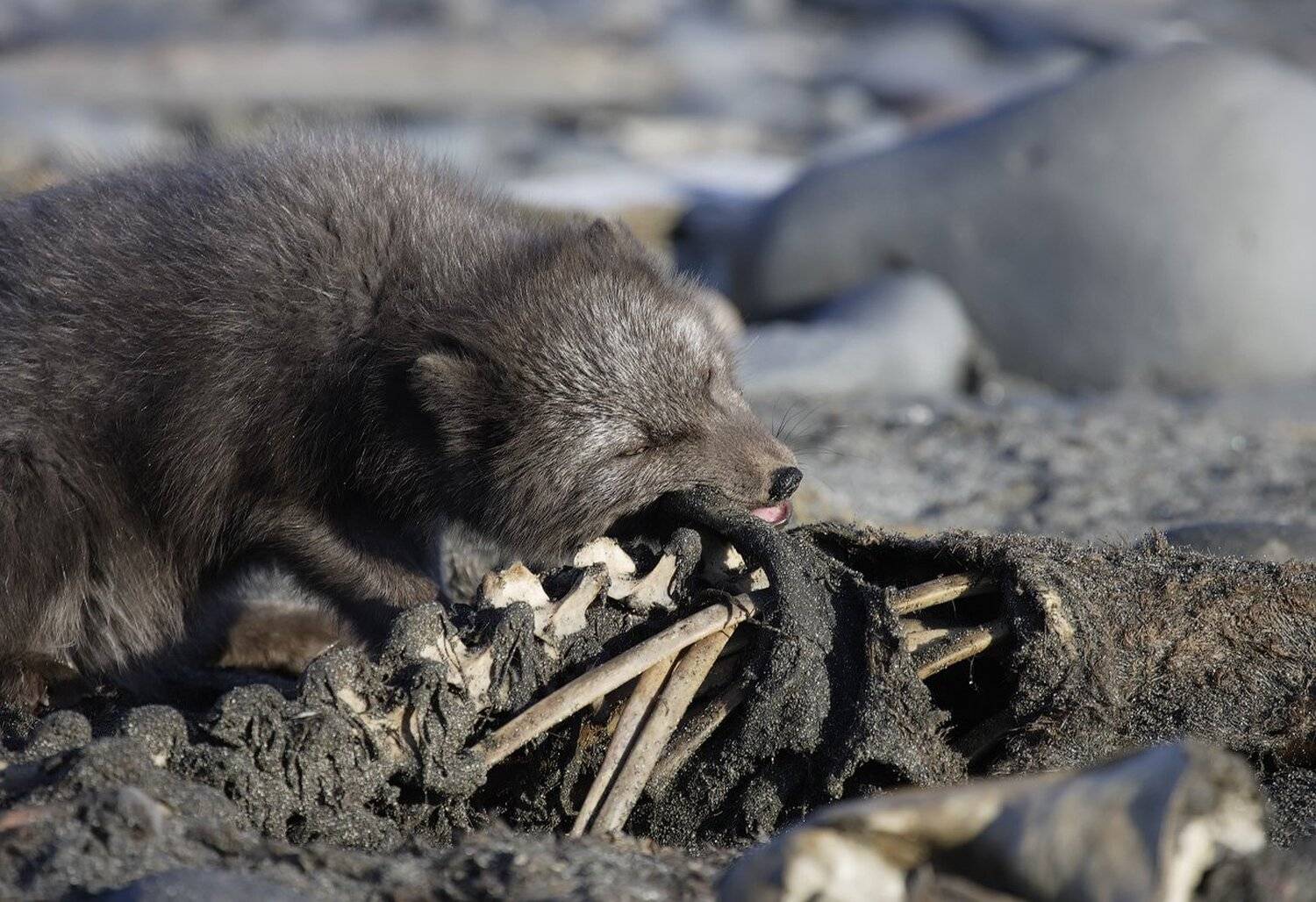 песец, командорские острова, Utkin  Dmitriy
