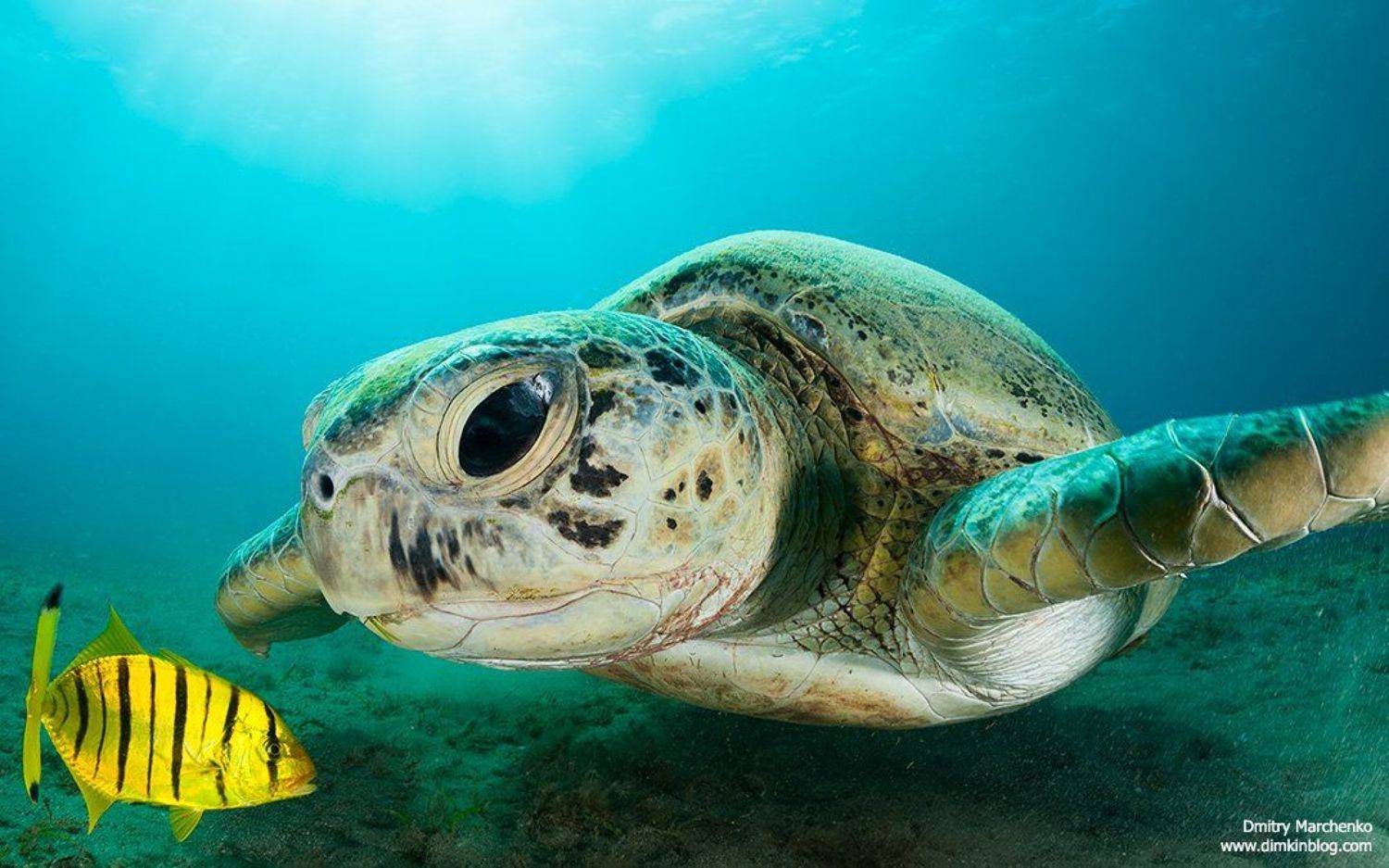 turtle,green turtle,черепаха, Дмитрий