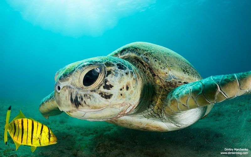 turtle,green turtle,черепаха *** фото превью