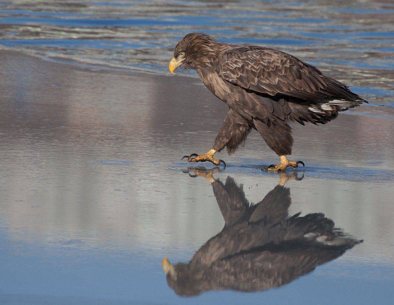 орлан, белохвостый, Евгений Слободской