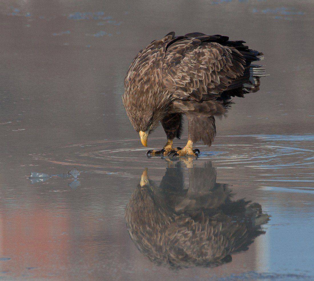орлан, белохвостый, Евгений Слободской