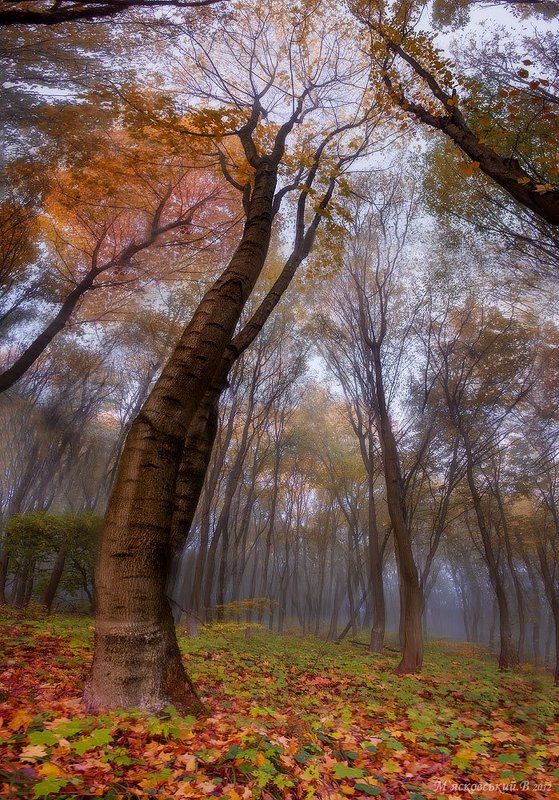дерево богатырь фото превью