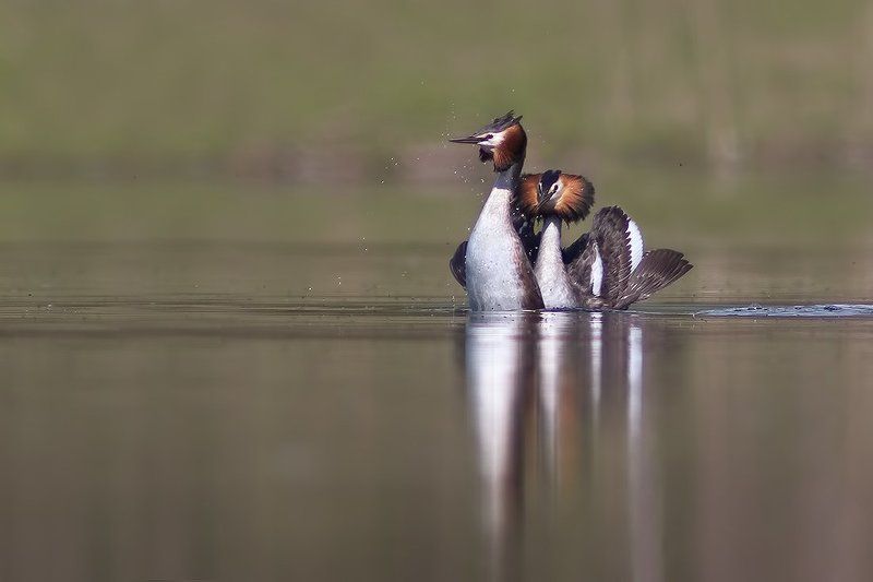 Чомга - любовный танец фото превью