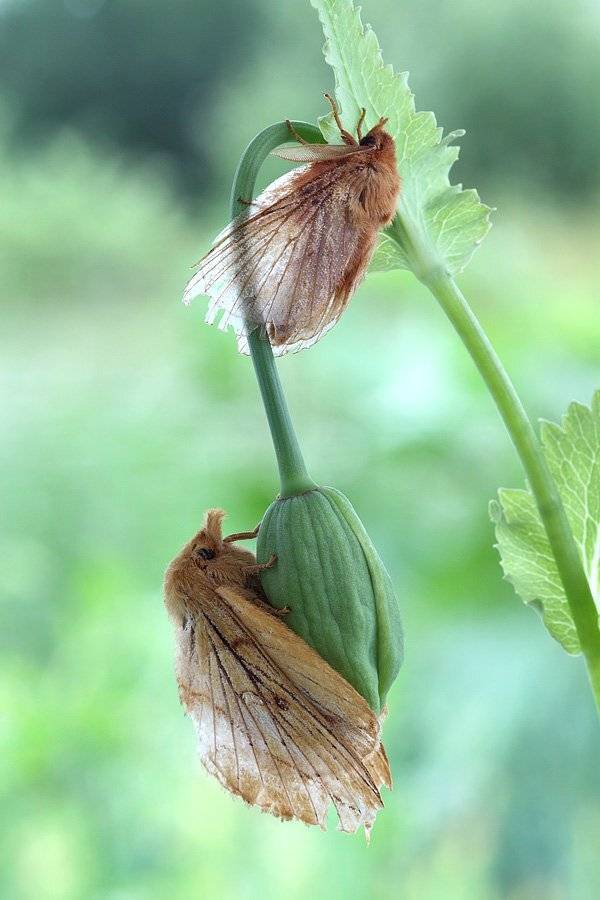 , Сергей Таланов