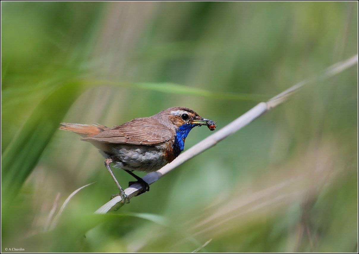 варакушка,птица,самец,хлопоты,лето, Александр Чувилин