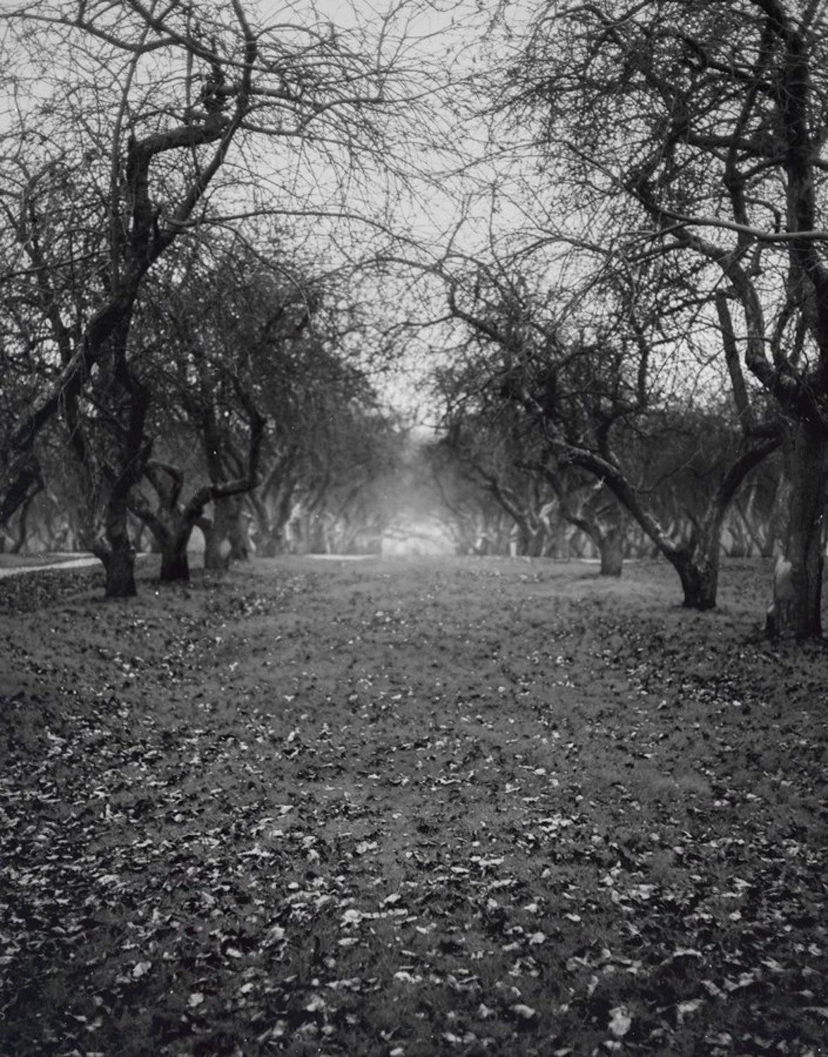 , Светлана Некрасова