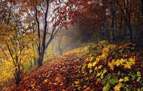 Цветная осень