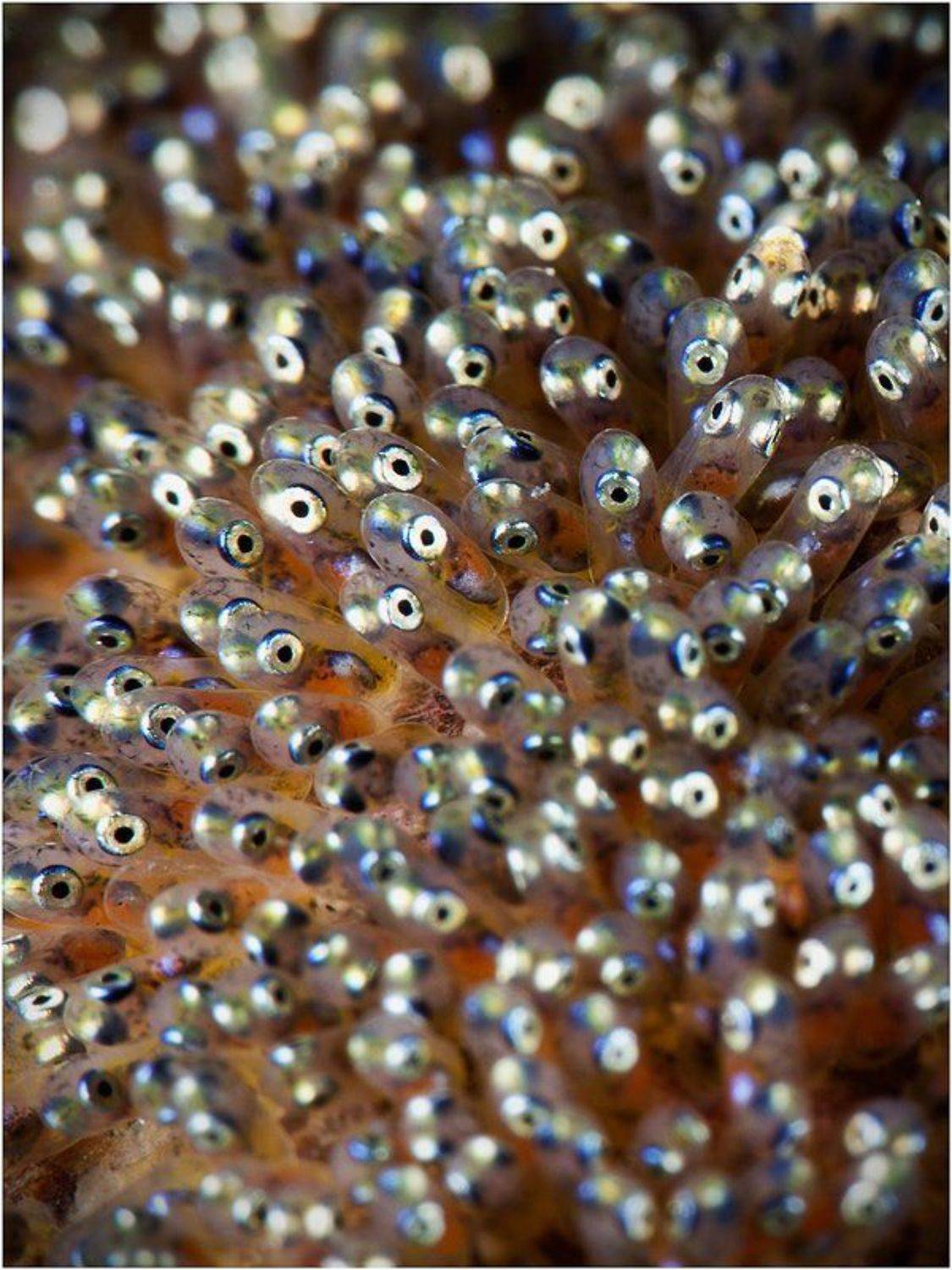 , Олег Федин