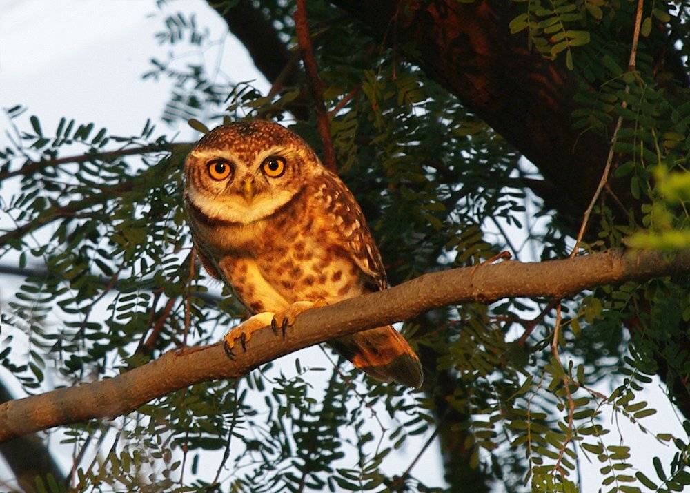 браминский сыч, spotted owlet, athene brama, strigidae, strigiformes, Sergey Volkov