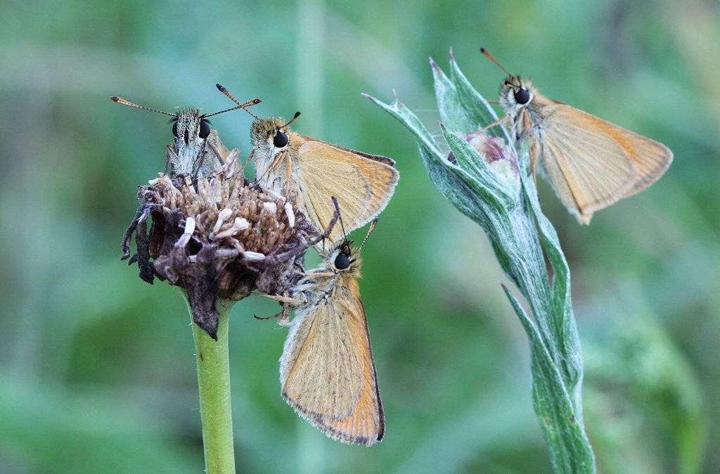 , Сергей Таланов