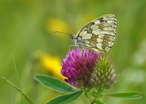 Пестроглазка Галатея