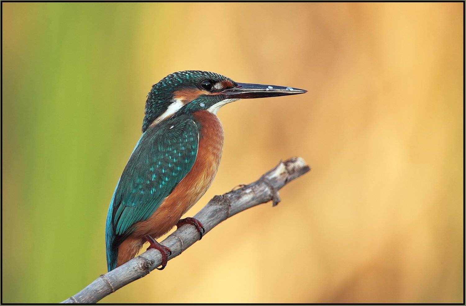 красавец, Michael Faiman