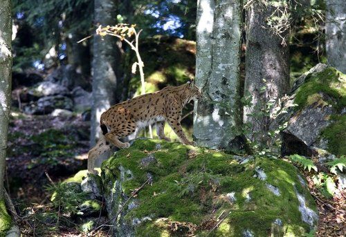 Баварская рысь.