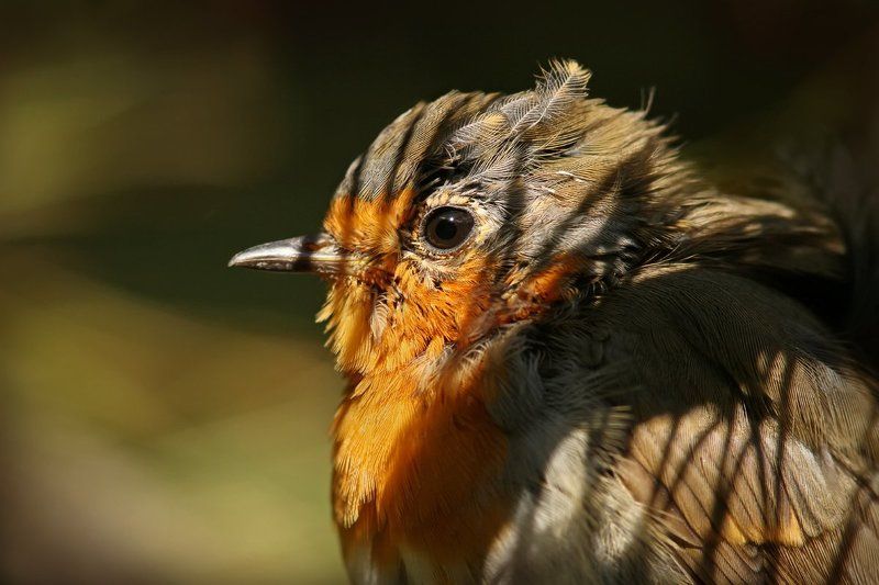 Вождь краснокожих Зоркий Глаз в засаде... фото превью