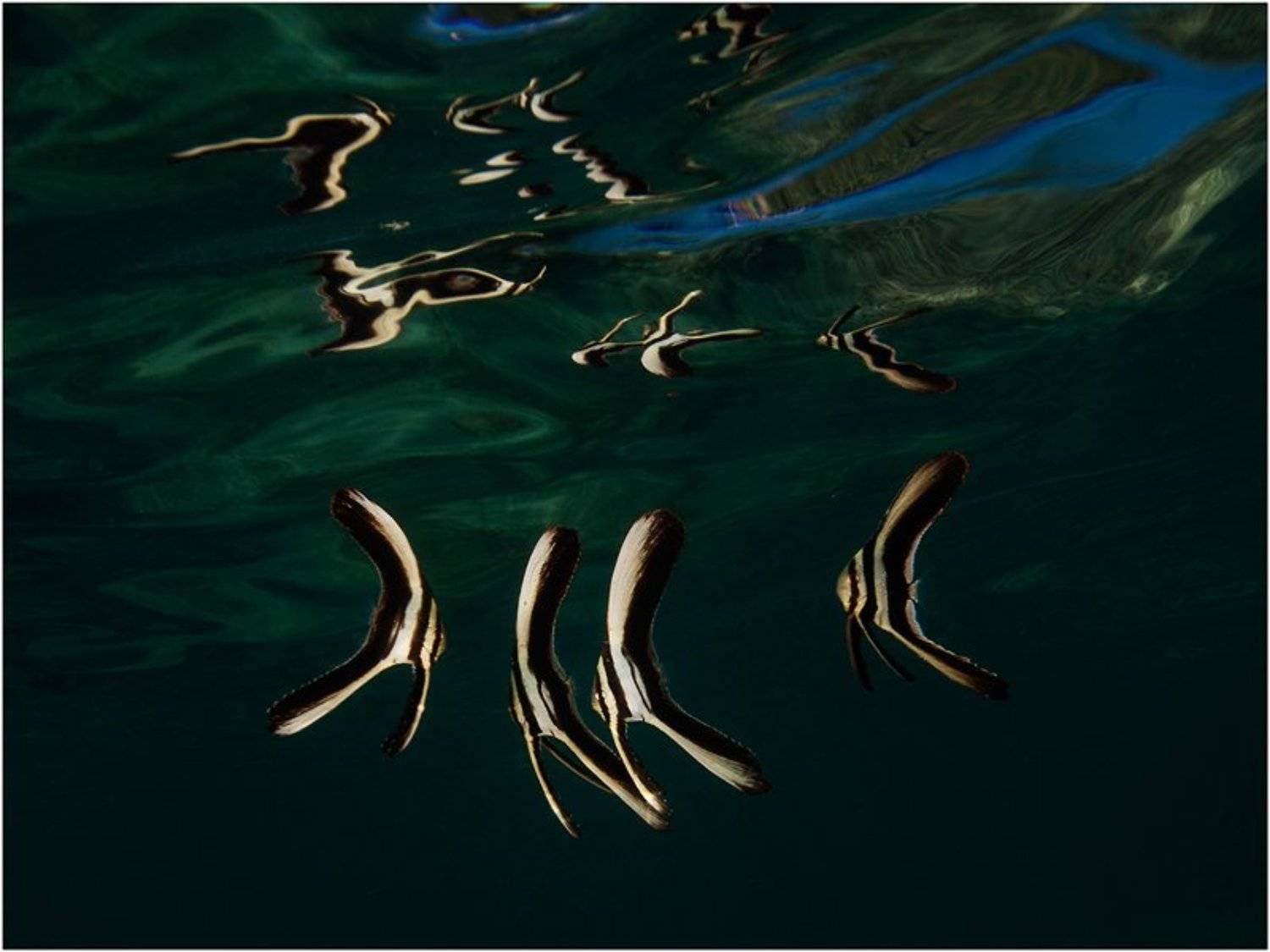 , Олег Федин