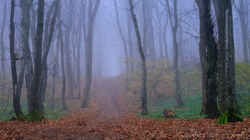 Три коротких рассказа про тропинку в тумане