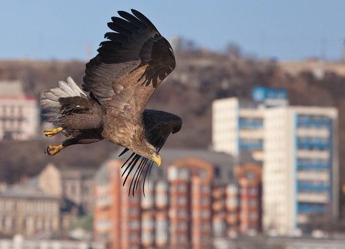 Орланы в городе