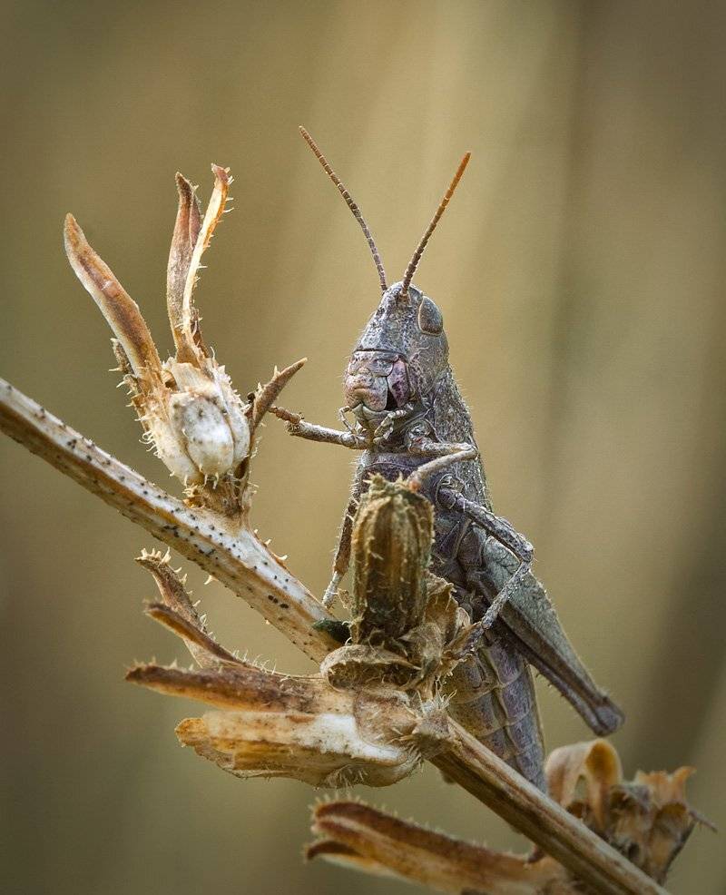 , Андрей Канышев
