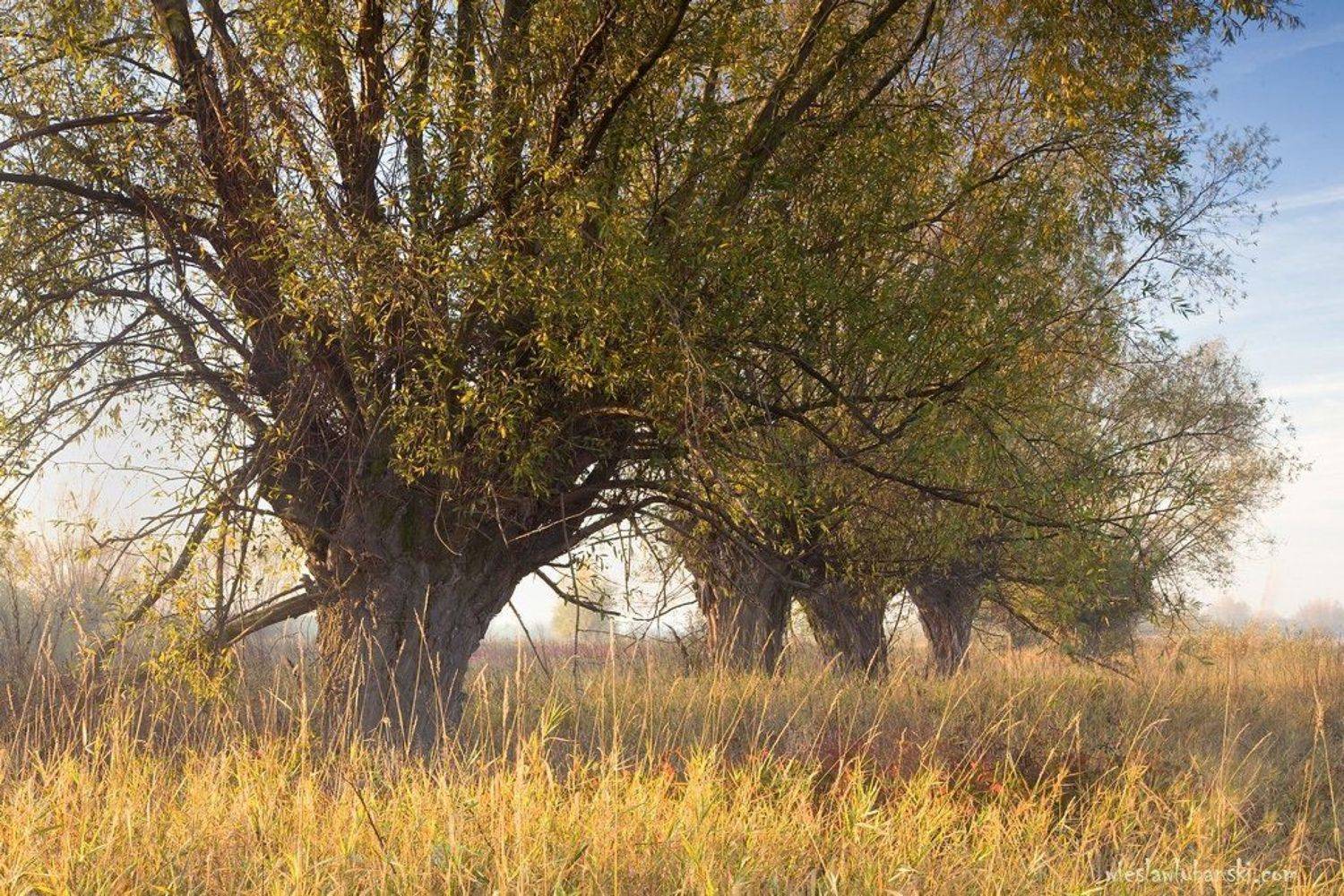 willows, lubanski, ciudat