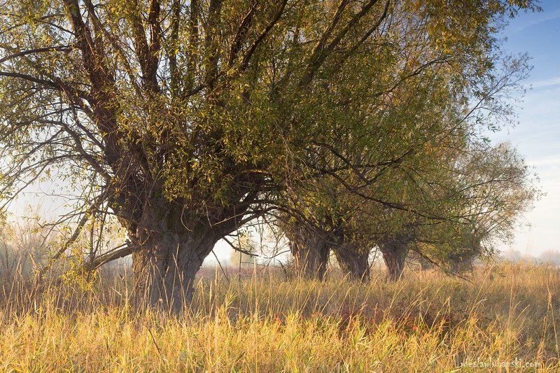 willows, lubanski willows фото превью