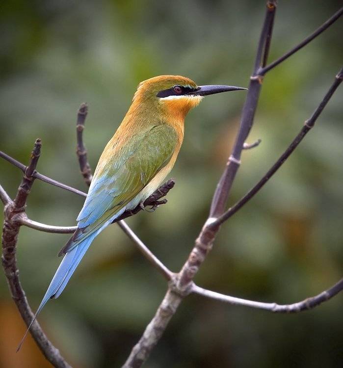 , Андрей Канышев