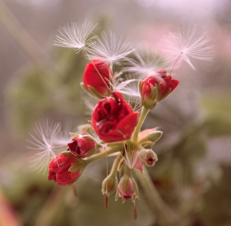 Герань малютка-розочка фото превью