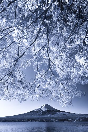 Maple curtain